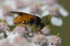Arge cyanocrocea