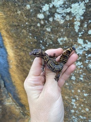 Afroedura hawequensis