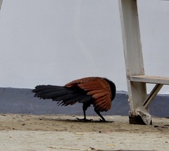 Centropus sinensis parroti