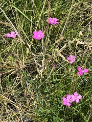 Dianthus deltoides deltoides