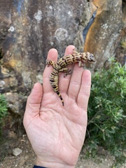 Afroedura hawequensis
