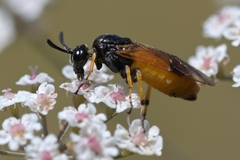 Arge melanochra