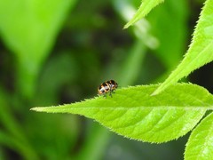 Cryptocephalus trifasciatus