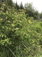 Viburnum recognitum image