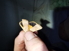 Noctua fimbriata