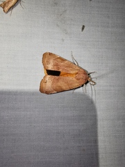 Noctua fimbriata