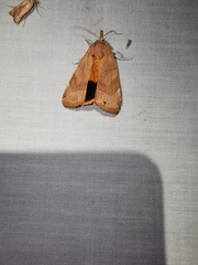 Noctua fimbriata