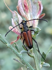 Cribroleptura otini