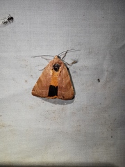 Noctua fimbriata