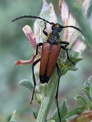 Cribroleptura otini