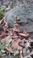 Solidago albopilosa