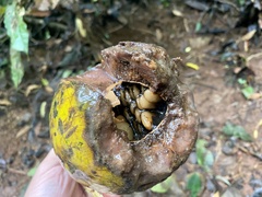 Posoqueria latifolia