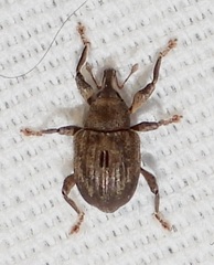 Neochetina eichhorniae