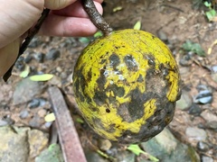 Posoqueria latifolia