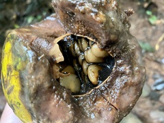 Posoqueria latifolia
