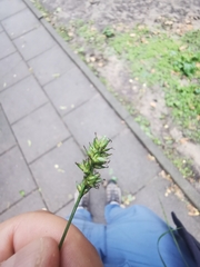 Carex muricata pairae
