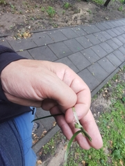 Carex muricata pairae