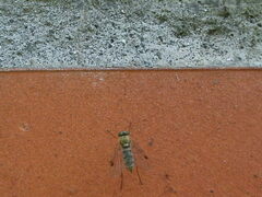 Chrysopilus asiliformis