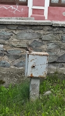 Passer domesticus
