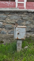 Passer domesticus