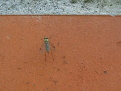 Chrysopilus asiliformis