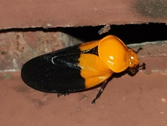 Leptataspis nigriscutellata