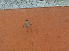 Chrysopilus asiliformis