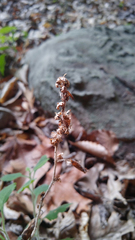 Solidago albopilosa