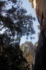 Diospyros humilis