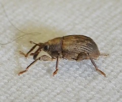 Neochetina eichhorniae