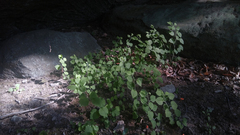 Solidago albopilosa