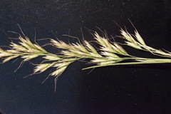 Trisetum alpestre