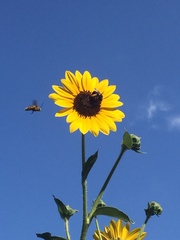 Svastra obliqua obliqua