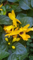 Ruttya fruticosa, photograph (c) Margaret Burger, some rights reserved (CC BY-SA)