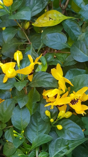 Ruttya fruticosa, photograph 6