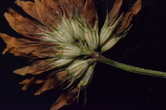 Trifolium thalii