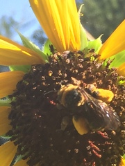 Svastra obliqua obliqua