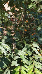 Mitriostigma axillare