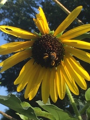 Svastra obliqua obliqua