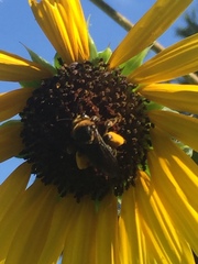 Svastra obliqua obliqua