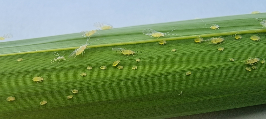 Aphid