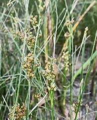 Juncus maritimus