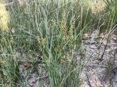 Juncus maritimus