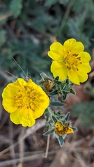 Potentilla nevadensis