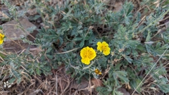 Potentilla nevadensis