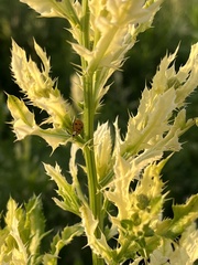 Pseudomonas