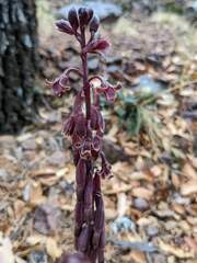 Bletia nitida