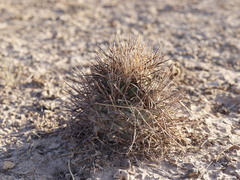 Coryphantha poselgeriana