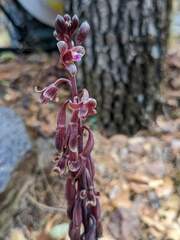 Bletia nitida