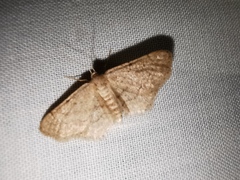 Idaea obsoletaria